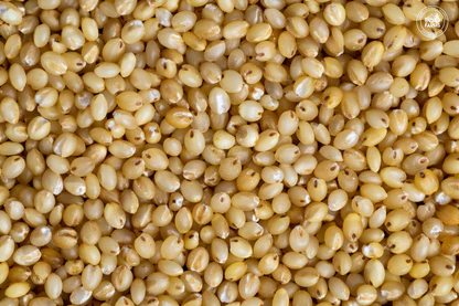 Whole foxtail millet grain