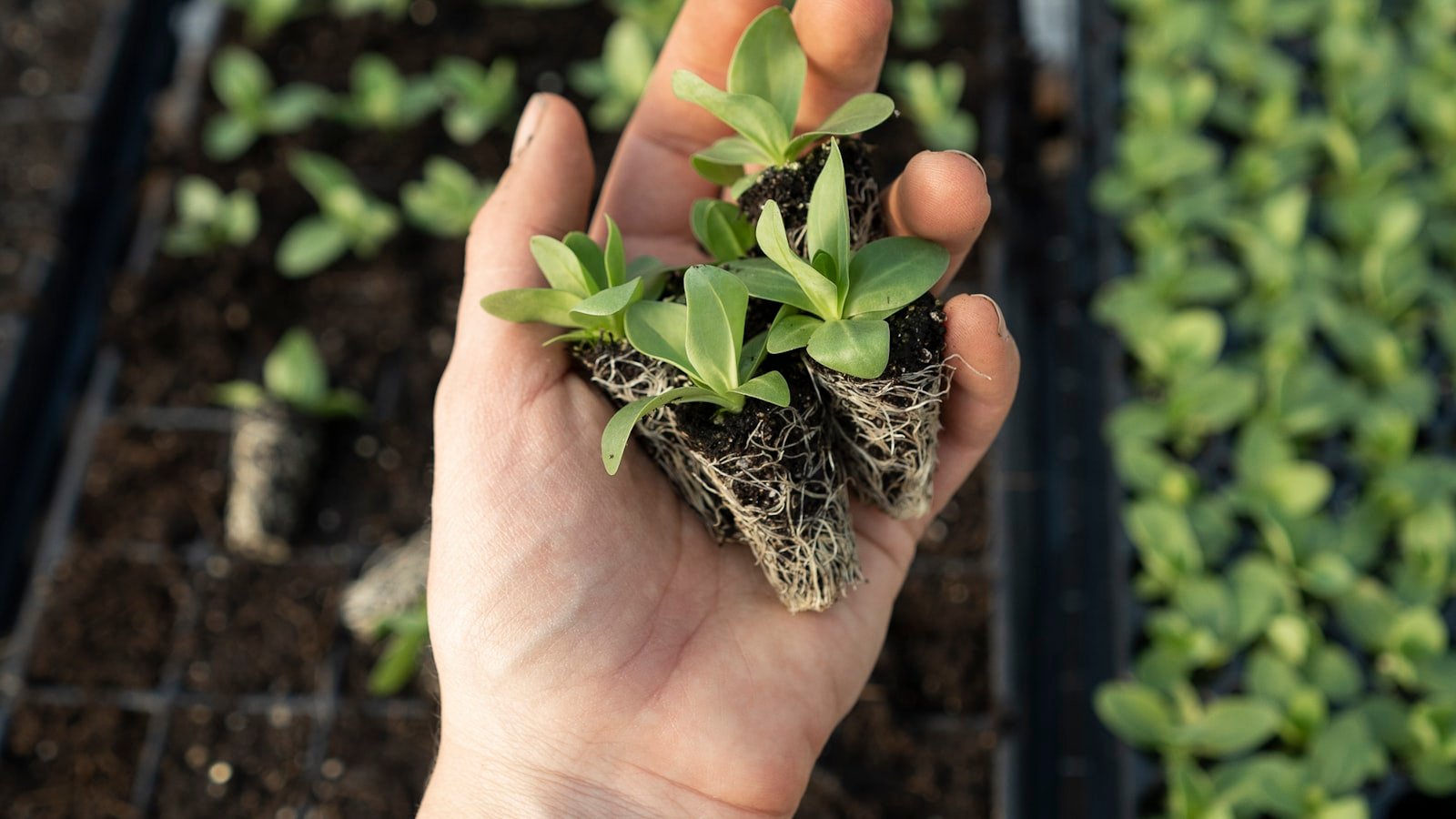 A young plant held in a pair of cupped hands