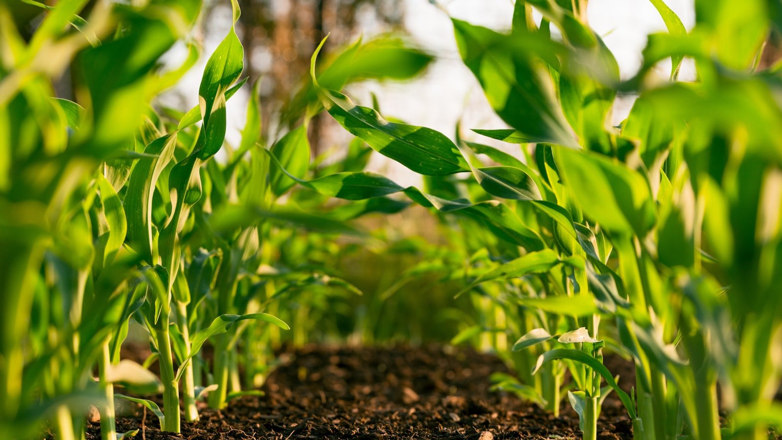 A young seedling growing in rich, healthy soil
